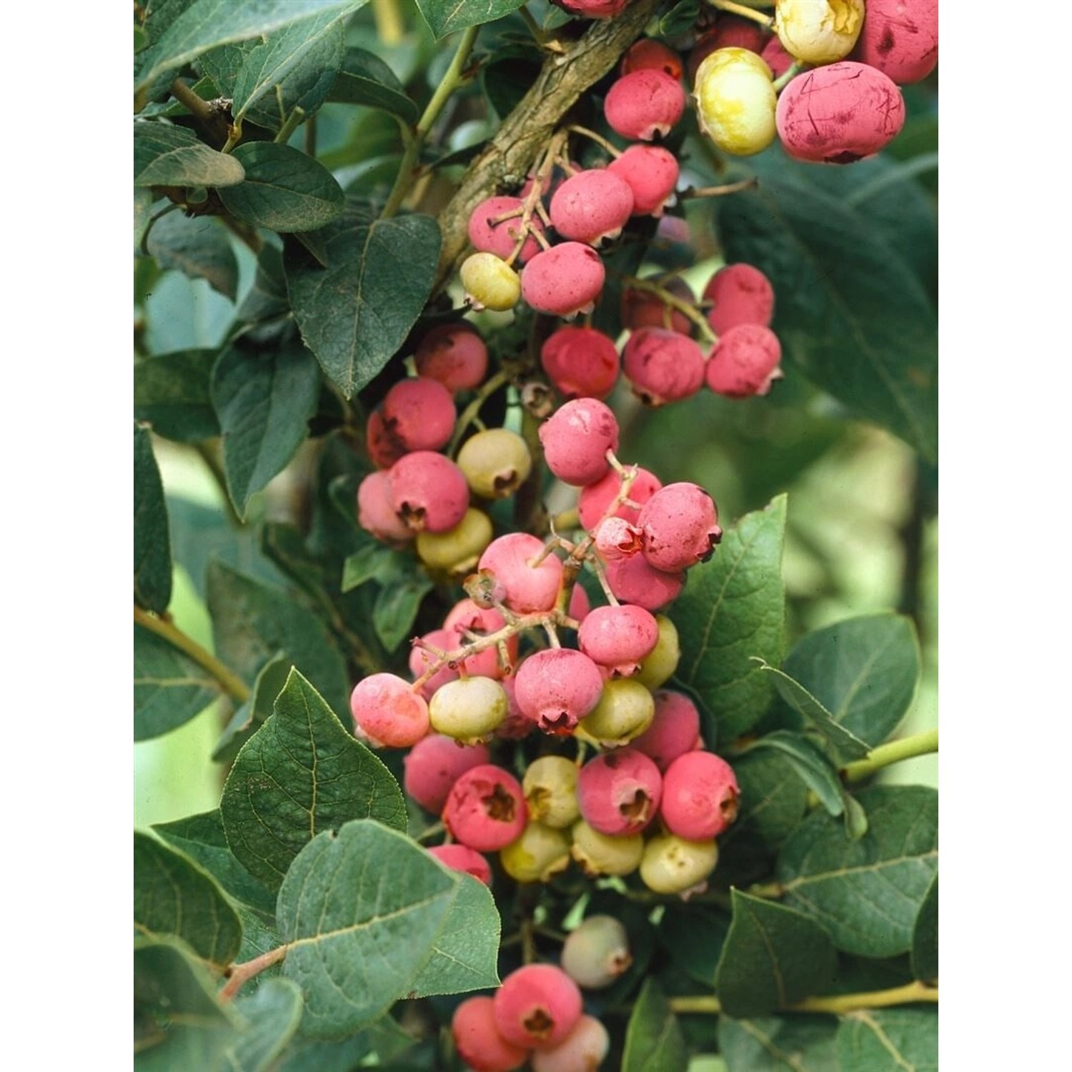 Vaccinium Corymbosum Pink Lemonade Heidelbeere Rosa 40–50 Cm günstig online kaufen