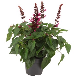 Ziersalbei Salgoon im Topf, Farbenauswahl. Blühende Kübelpflanze mit purpurfarbenen Blüten.