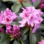 Rosa Rhododendron Hybr. Furnivalls Daughter Blüten und grüne Blätter im Detail.