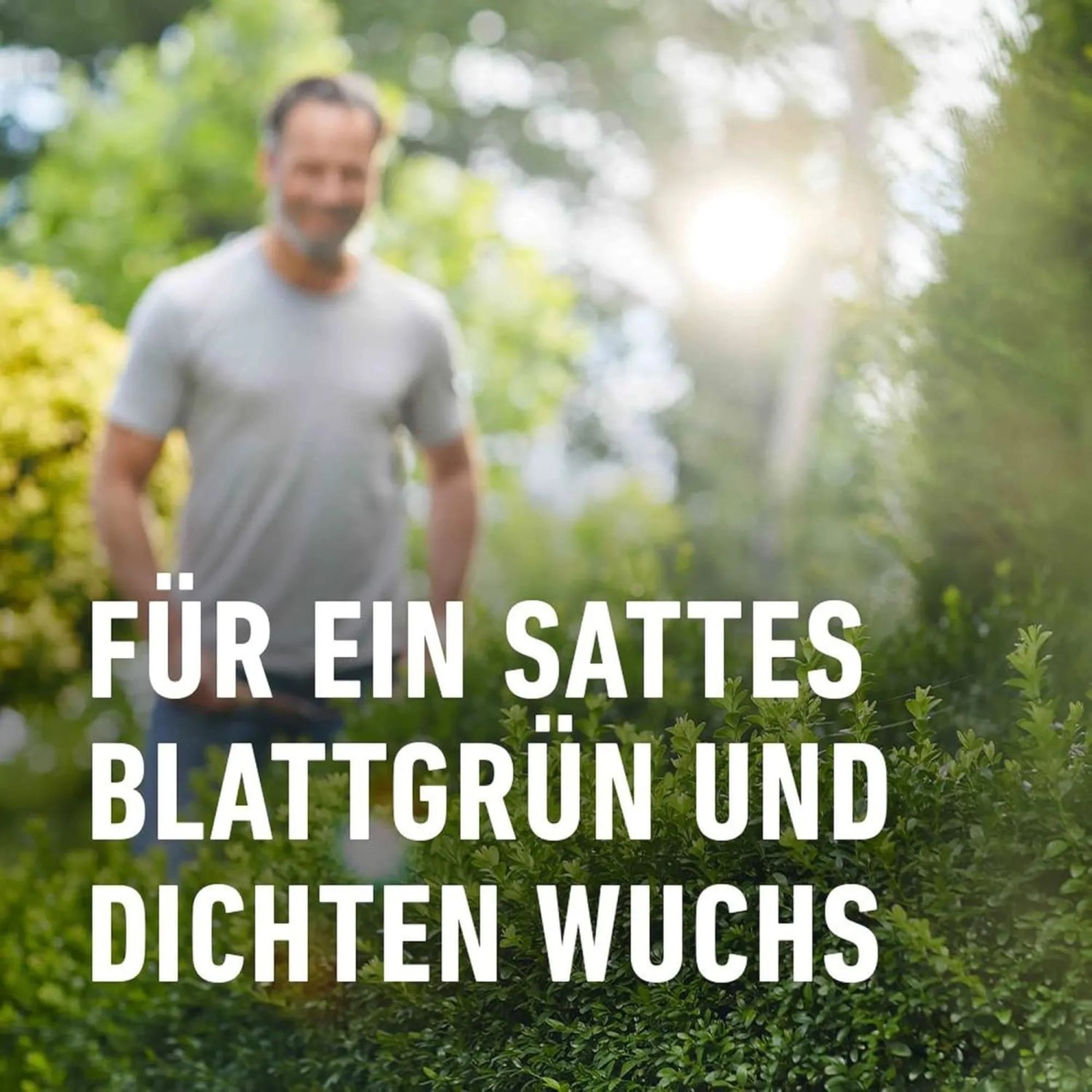 Dichte, sattgrüne Buchsbaumhecke. Text: 'Für sattes Blattgrün und dichten Wuchs'. Compo Buchsbaum- und Ilex Dünger.