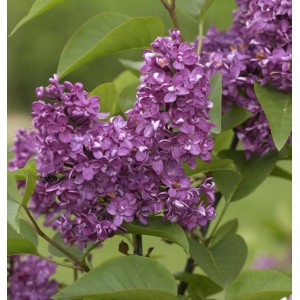 Nahaufnahme des dunkelvioletten Edelflieder Charles Joly (Syringa vulgaris) mit grünen Blättern.
