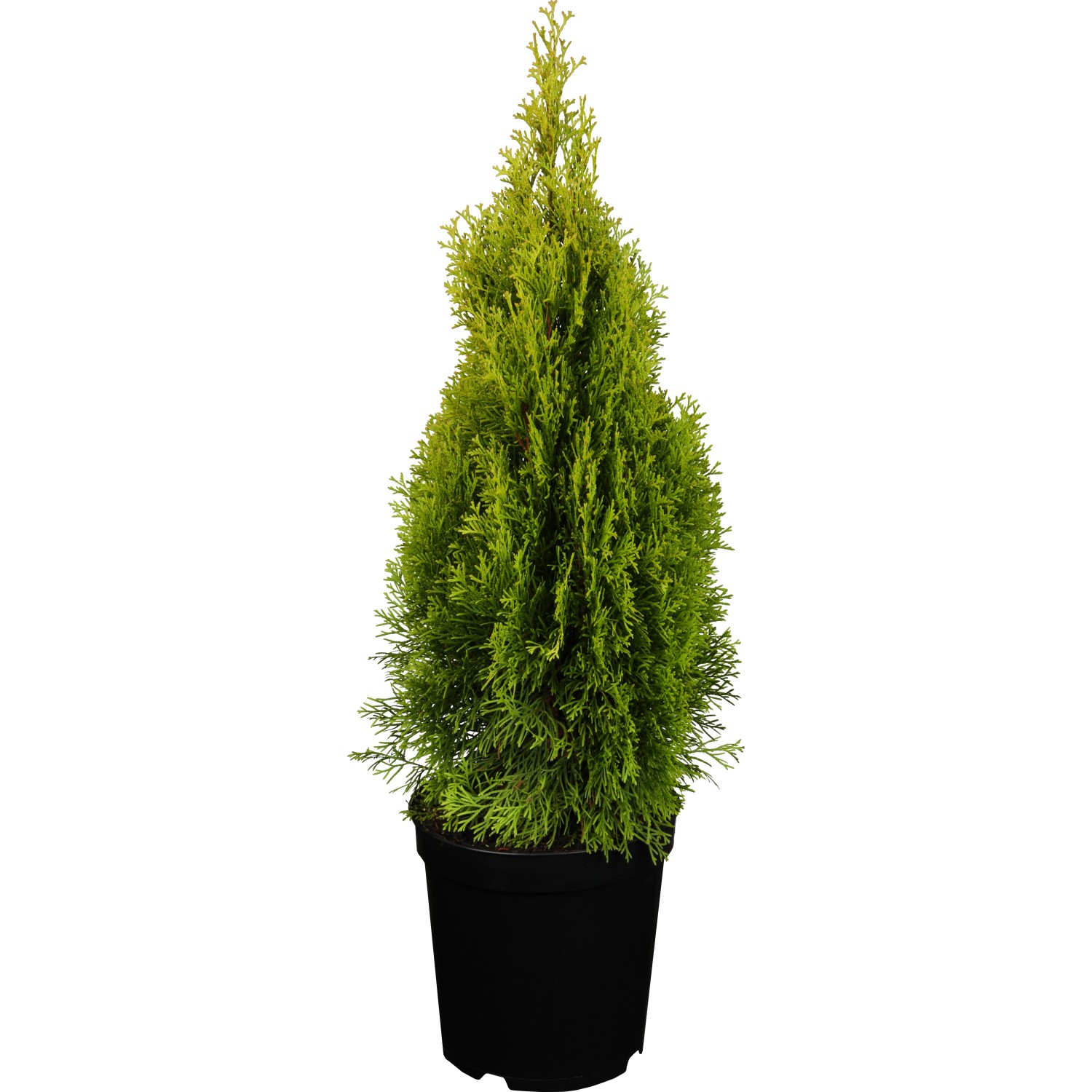 Lebensbaum Golden Smaragd Höhe ca. 50 - 60 cm Topf ca. 5 l Thuja occidentalis