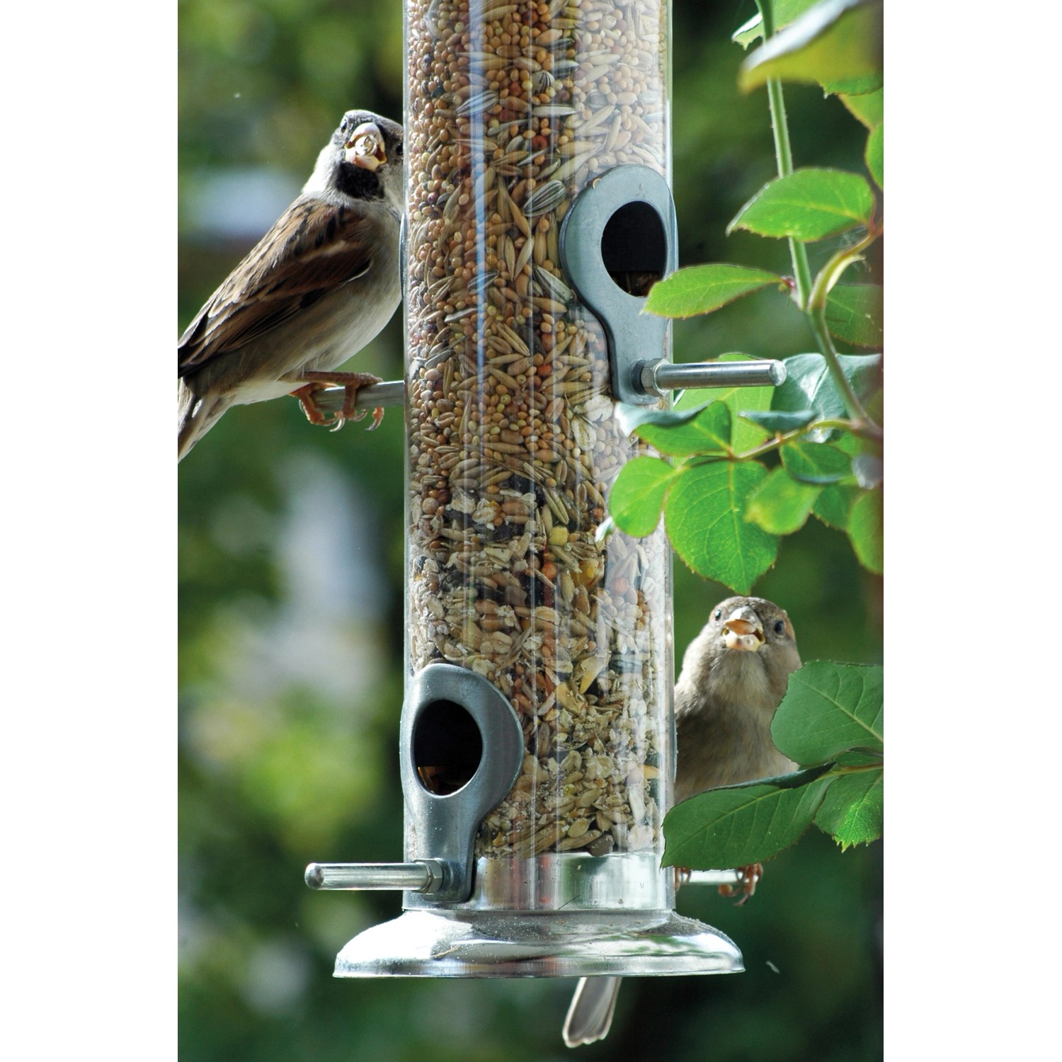 Dobar Acrylglas-Futtersäule mit Vögeln. Metall-Futterspender gefüllt mit Vogelfutter.