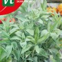 Salbei Saatgut ca. 1 g Aromatisch