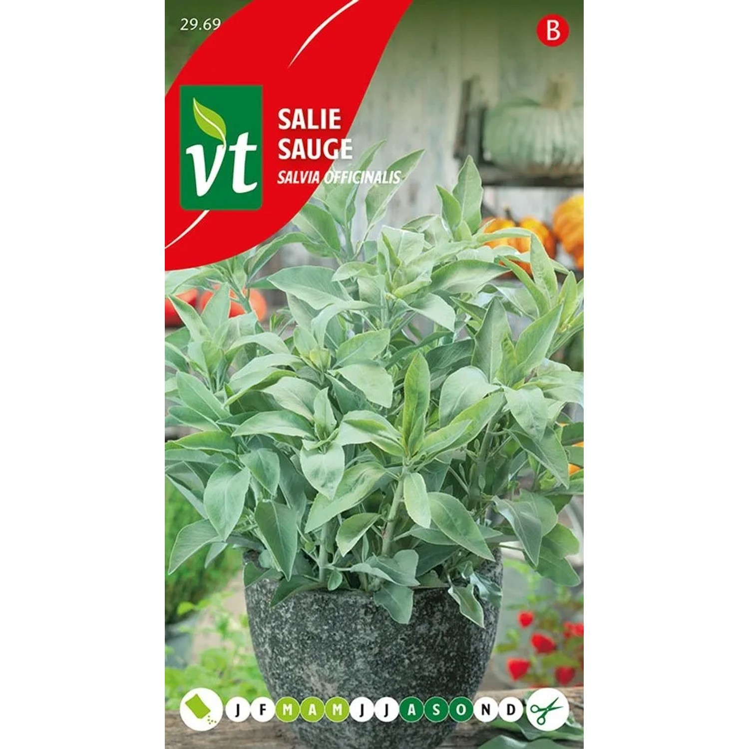Salbei Saatgut ca. 1 g Aromatisch