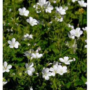Nahaufnahme des blühenden, weißen Storchenschnabel Album (Geranium phaeum) im Garten.