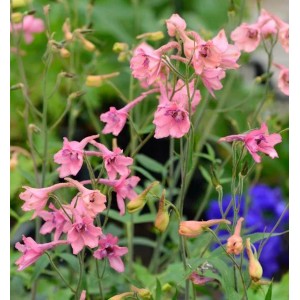 Rittersporn Pink Sensation - Delphinium ruysii