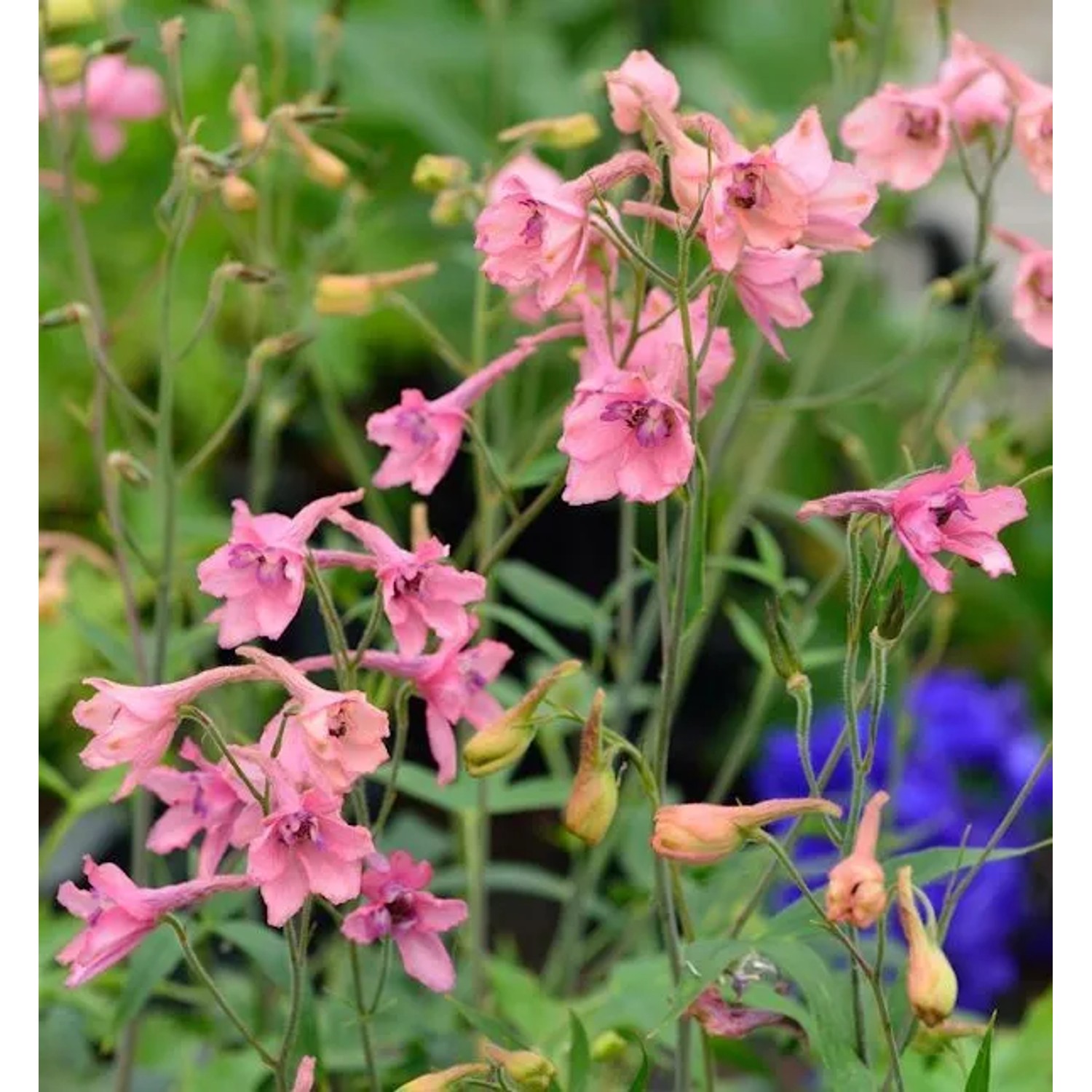Rittersporn Pink Sensation - Delphinium ruysii