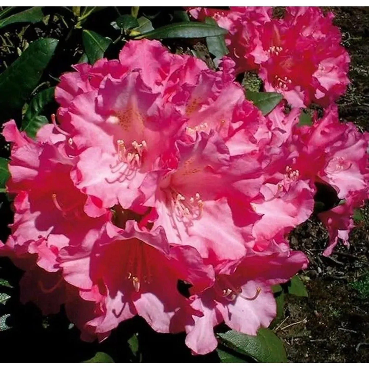 Image of Hochstamm Rhododendron Kalinka 60-80cm - Alpenrose