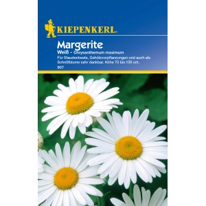 Kiepenkerl Margerite Weiß: Blumensamen für Staudenbeete mit weißen Blüten und gelber Mitte.