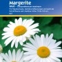 Kiepenkerl Margerite Weiß: Blumensamen für Staudenbeete mit weißen Blüten und gelber Mitte.