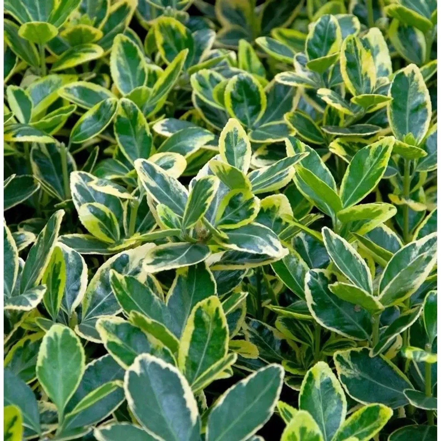 Hochstamm Immergrüner Japanspindel Marieke 60-80cm - Euonymus japonicus