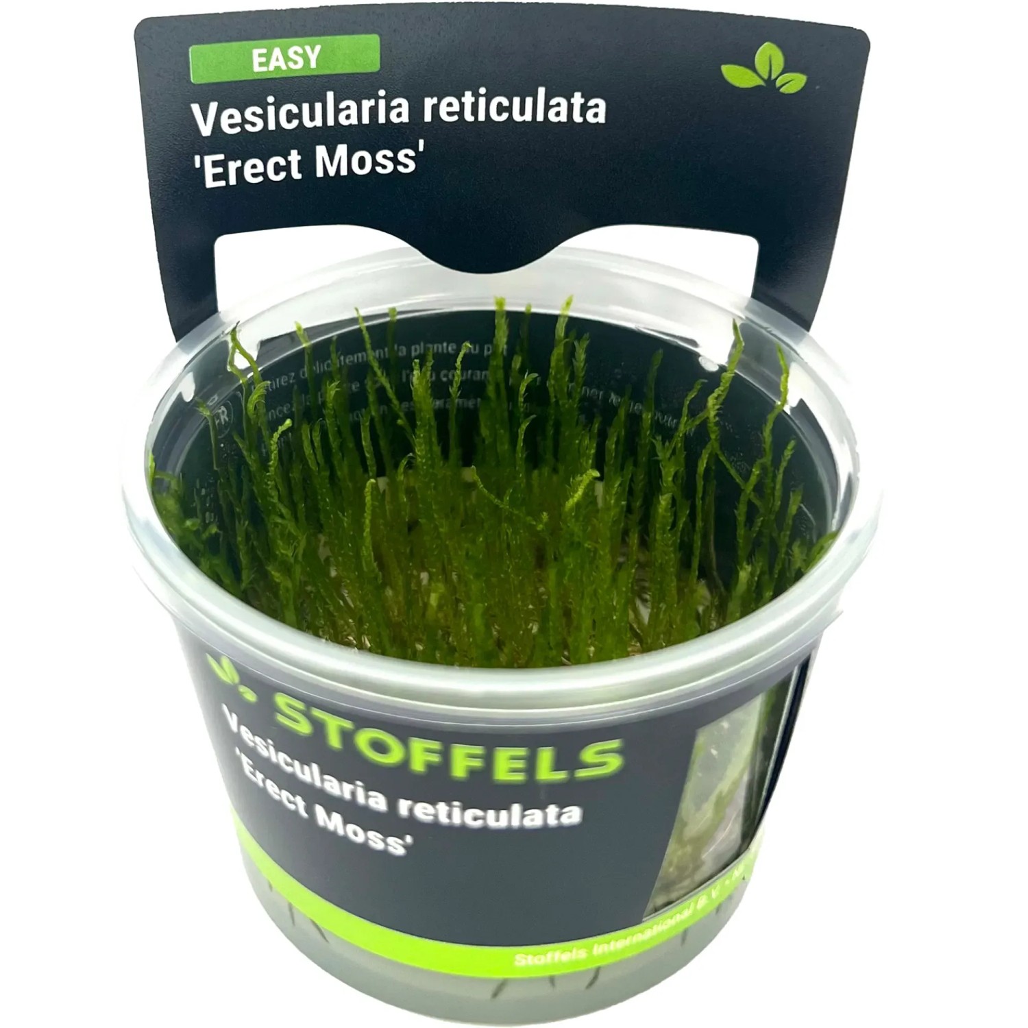 Vesicularia reticulata Erect Moss in-vitro