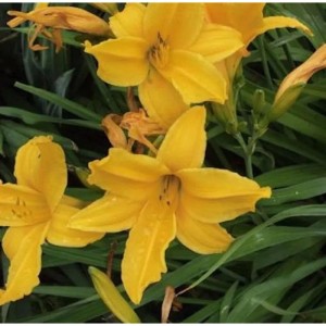 Gelbe Frühe Wiesen Taglilie (Hemerocallis middendorffii) im Detail.