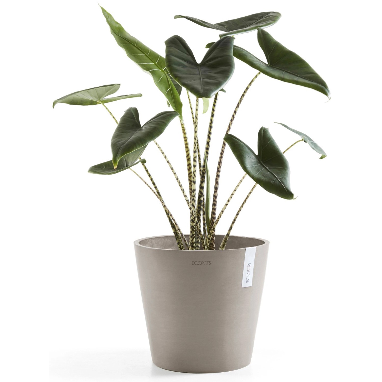 Ecopots Pflanztopf Amsterdam, braungrau, 40 cm mit grüner Pflanze. Ideal für Innen- und Außenbereich.