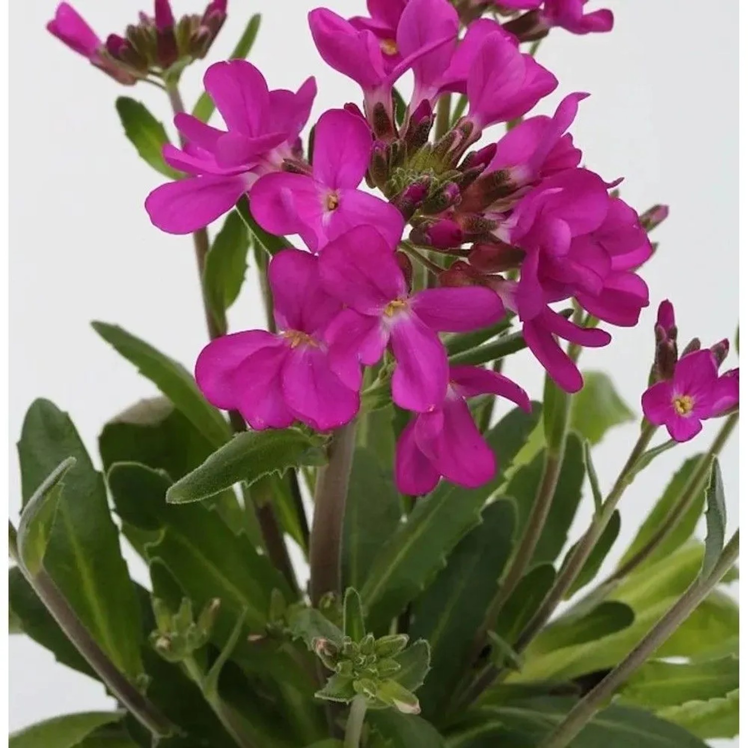 Garten Gänsekresse Rote Sensation - Arabis blepharophylla