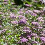 Japanische Zwergspiere mit rosa Blüten, buschig wachsend, ideal für Beete und Kübel.