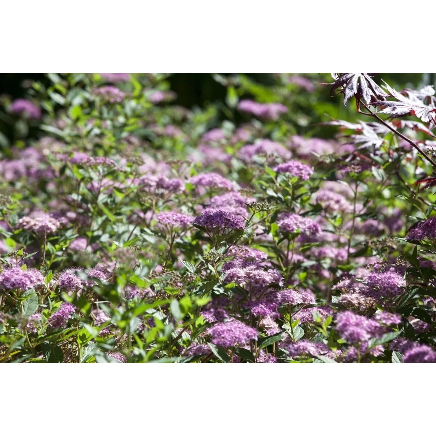Japanische Zwergspiere mit rosa Blüten, buschig wachsend, ideal für Beete und Kübel.