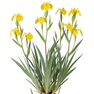 Blühende Sumpf-Schwertlilie (Iris pseudacorus) mit vielen gelben Blüten und grünen Blättern. Ideal für Teichränder.