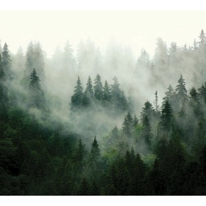 Sanders & Sanders Fototapete: Berglandschaft mit grünen Bäumen im Nebel, 3x2,7m.