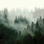Sanders & Sanders Fototapete: Berglandschaft mit grünen Bäumen im Nebel, 3x2,7m.