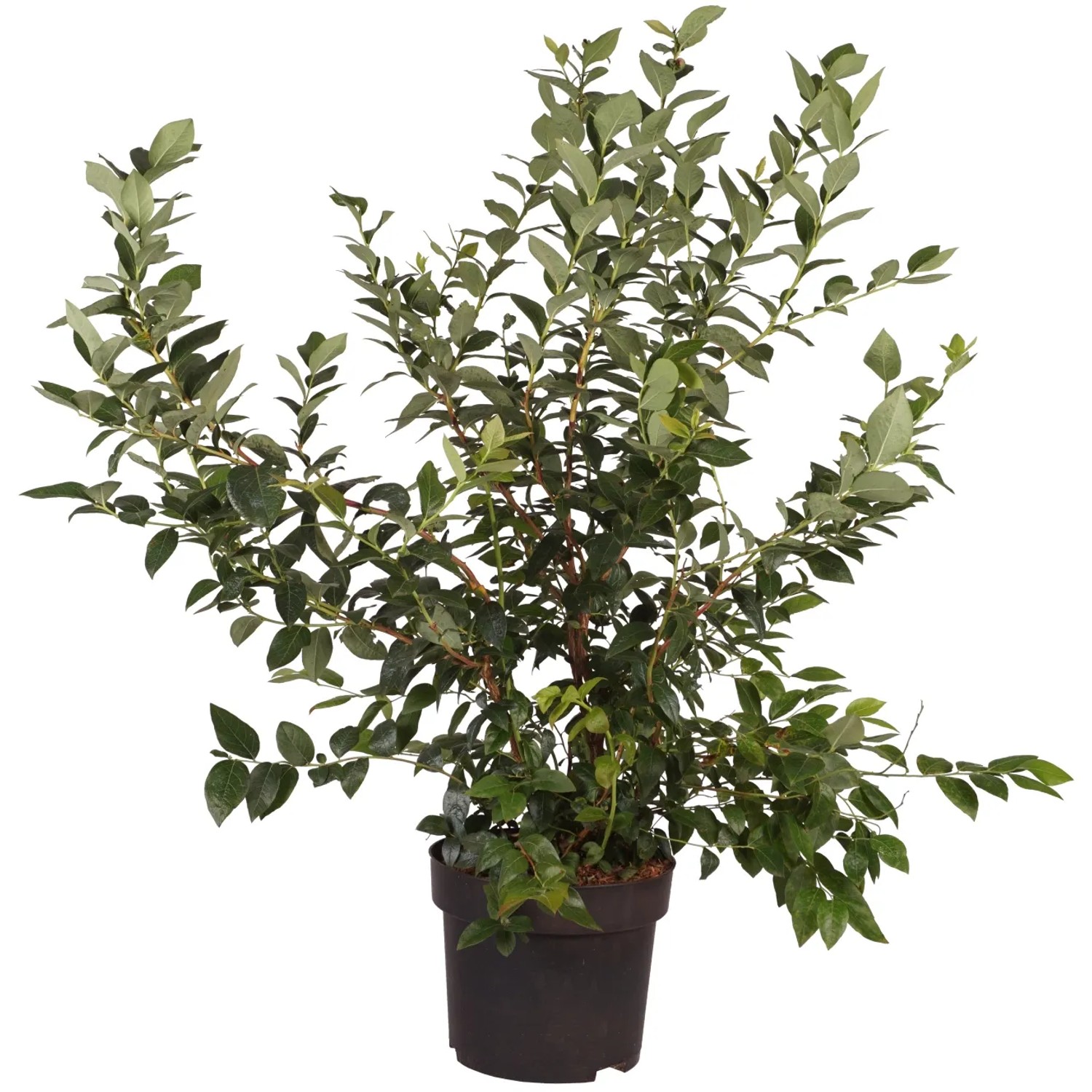 Heidelbeere "Brigitta" Höhe ca. 80 cm Topf ca. 10 l Vaccinium corymb.