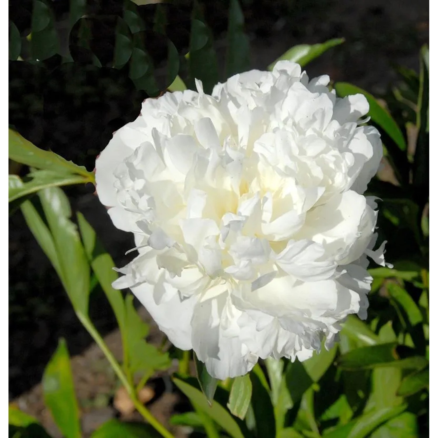 Edelpfingstrose Bowl of Cream - Paeonia,actiflora