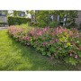 Bodendecker: Rosa blühender, südeuropäischer Felsen-Storchschnabel (Geranium macrorrhizum) im Garten.