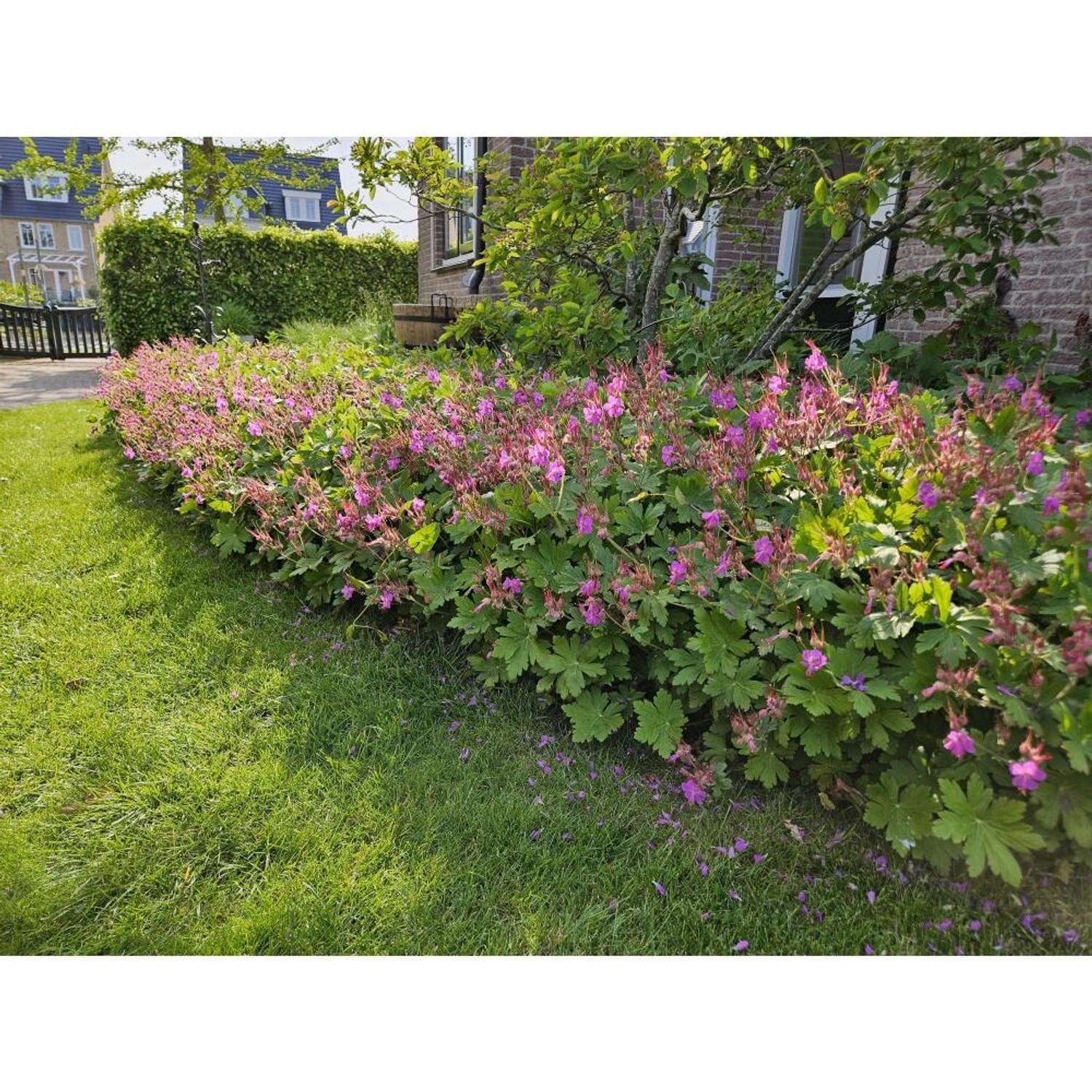 Bodendecker: Rosa blühender, südeuropäischer Felsen-Storchschnabel (Geranium macrorrhizum) im Garten.
