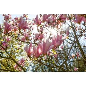 Tulpenmagnolie 'Pickard's Schmetterling' mit rosa Blüten im Gegenlicht, 50-60 cm hoch.