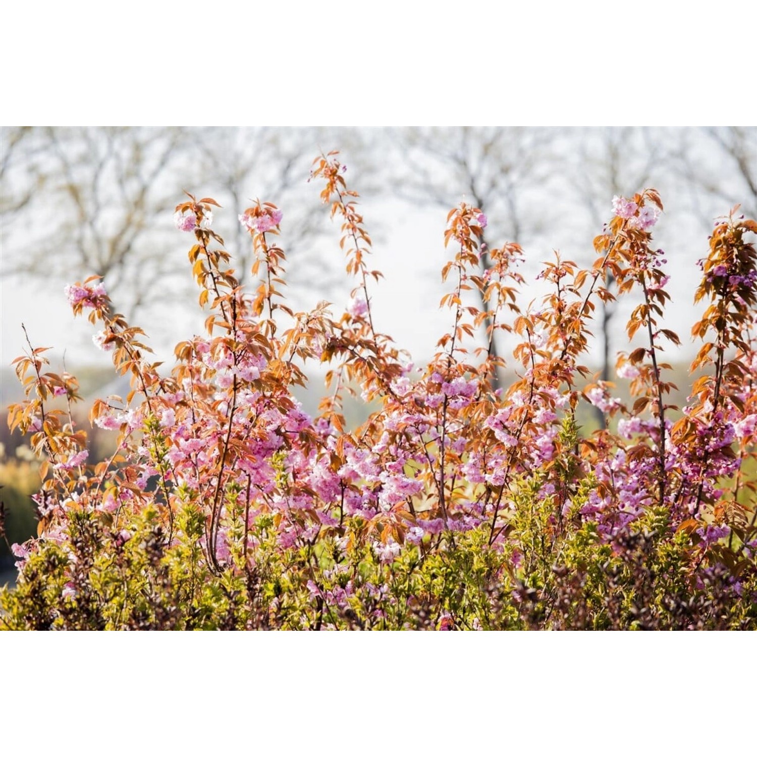Japanische Blütenkirsche Kanzan (40-60cm) mit rosa Blüten und braunem Laub.