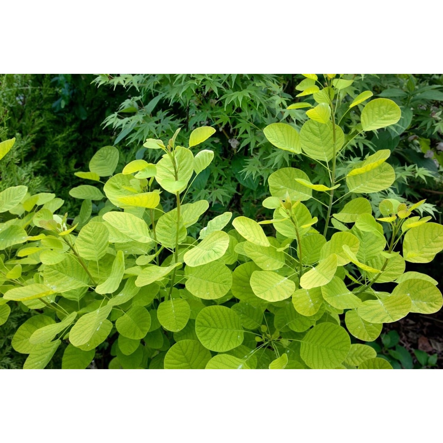 Cotinus Coggygria Golden Lady Perückenstrauch Goldgelb 40–60 cm günstig online kaufen