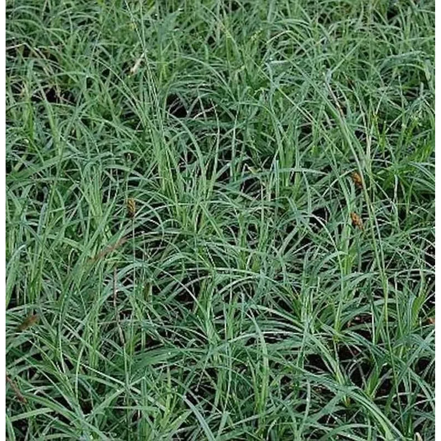 Blaugrüne Segge Blue Zinger - Carex flacca