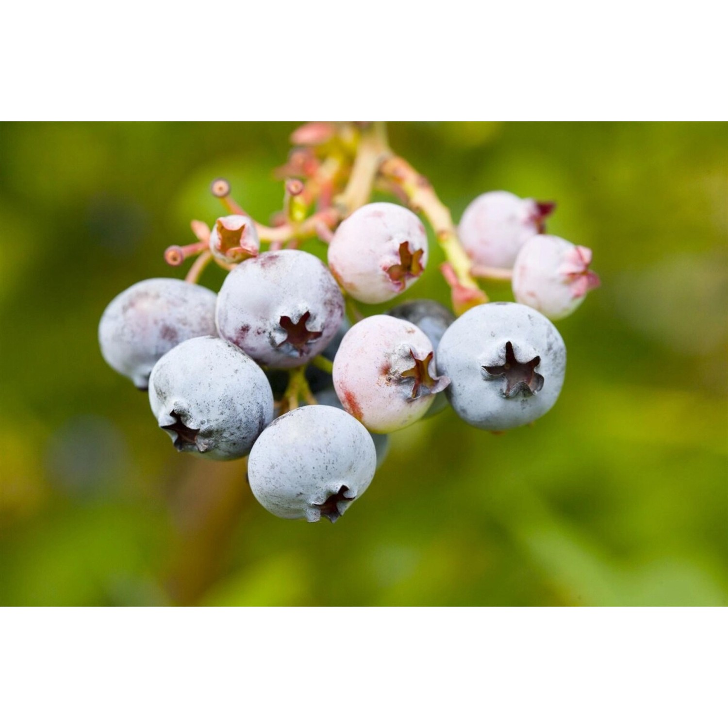 Vaccinium Corymbosum Bonus Heidelbeere 40–60 Cm Große Früchte günstig online kaufen
