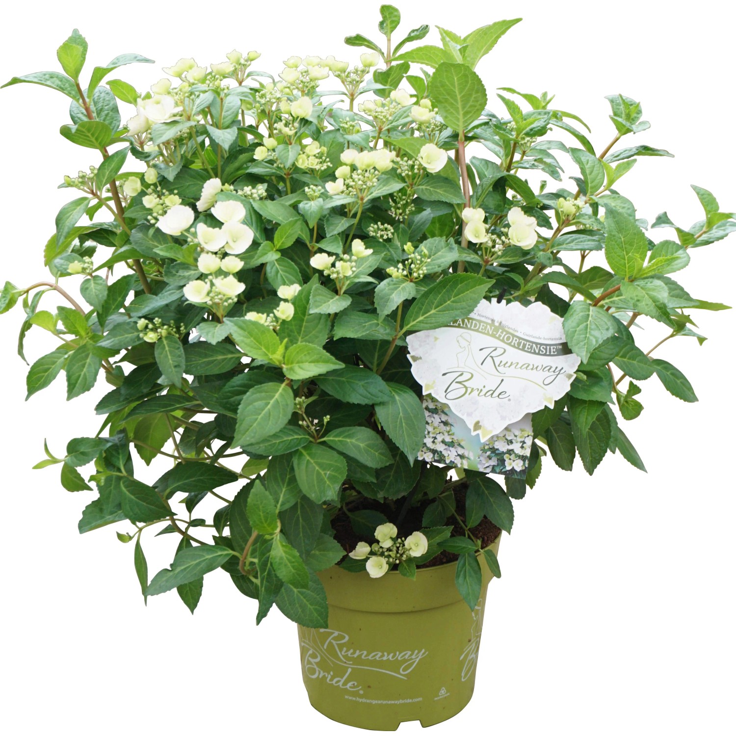 Girlanden-Hortensie "Runaway Bride™" Höhe ca. 40 - 50 cm Topf ca. 6 l
