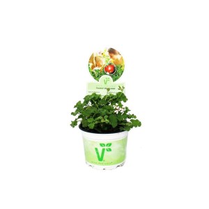 Duftgeranie 'Apfel' im Topf, grüne Blätter, kleine weiße Blüten. Stehpflanze für Terrasse und Balkon.