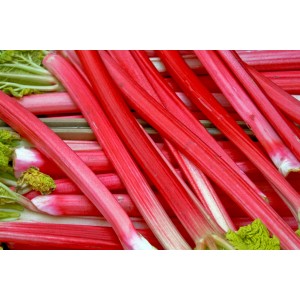 Frischer, roter Blu Bio-Rhabarber (Rheum) im Topf, ideal für Kompott und Kuchen.