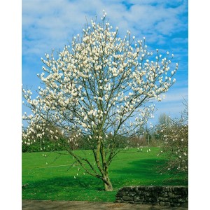 Blühende Magnolia Kobus Isis (Magnolie Weiß) im Garten, ca. 60-80 cm hoch.