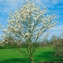 Blühende Magnolia Kobus Isis (Magnolie Weiß) im Garten, ca. 60-80 cm hoch.