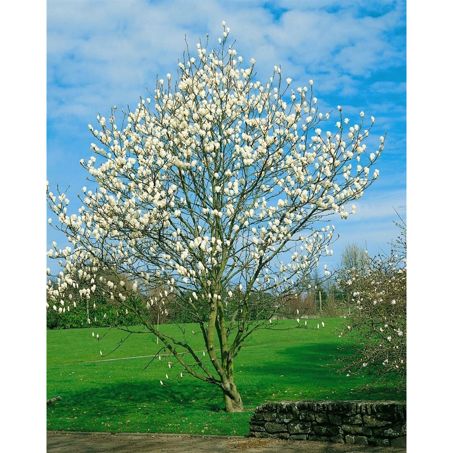 Magnolia Kobus Isis Magnolie Weiß 60–80 cm günstig online kaufen