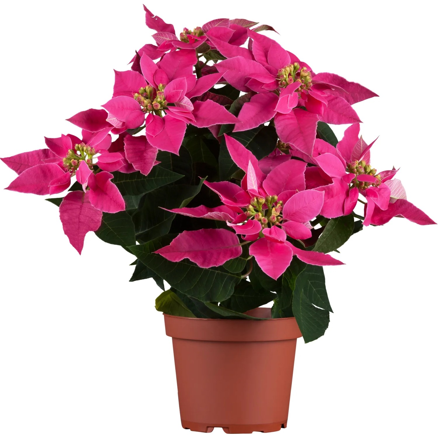 GROW by OBI Weihnachtsstern Pink bei OBI