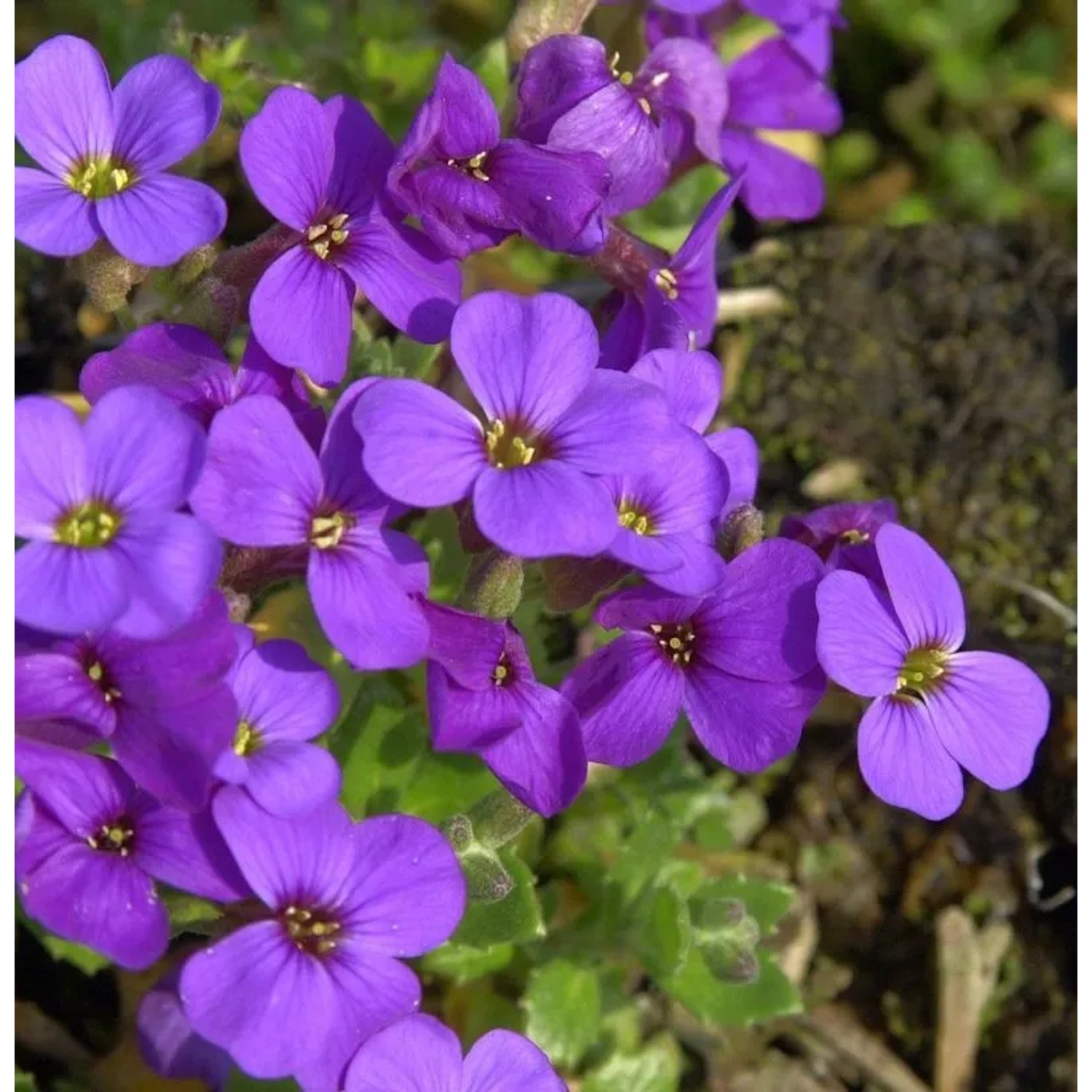 Blaukissen Blaumeise - Aubrieta
