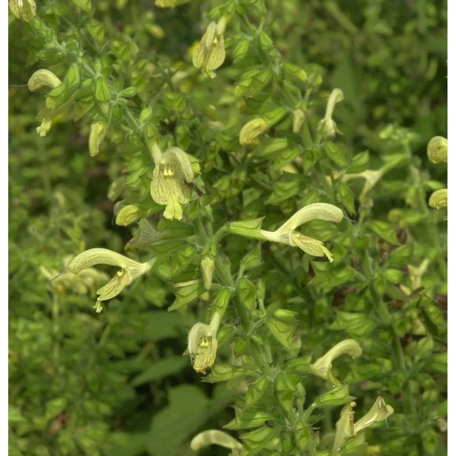 Klebriger Salbei - Salvia glutinosa