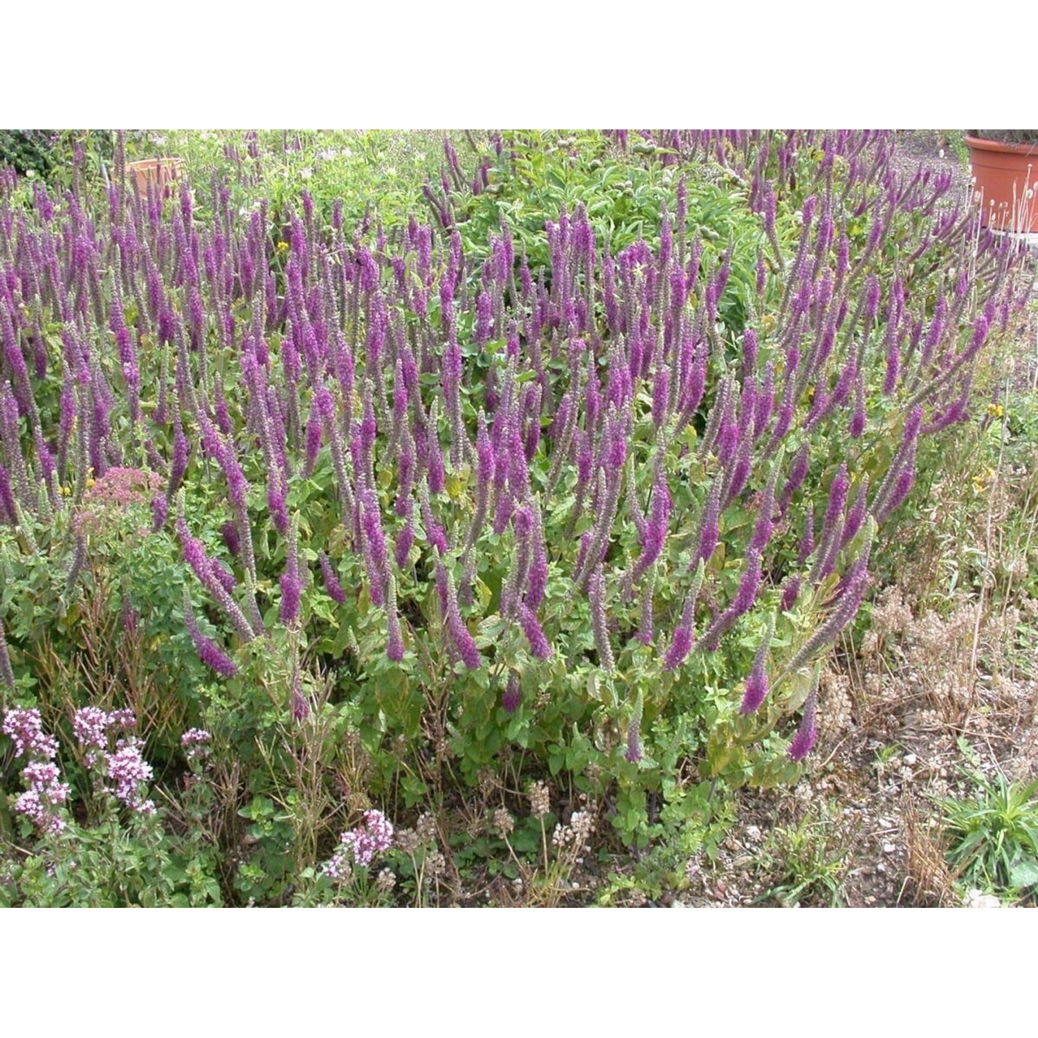 Teucrium Hyrcanicum Kaukasus Gamander Ca. 9x9 cm Topf günstig online kaufen