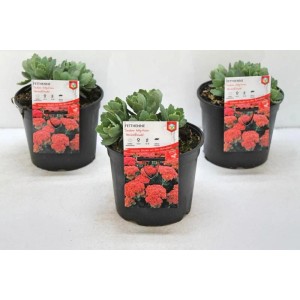 Drei Fetthennen (Sedum Telephium Herbstfreude) im 2 Liter Topf, rosa Blüte.