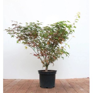 Acer Palmatum Tobisho Japanischer Ahorn im Topf, 60–80 cm hoch, mit rot-grünem Laub.