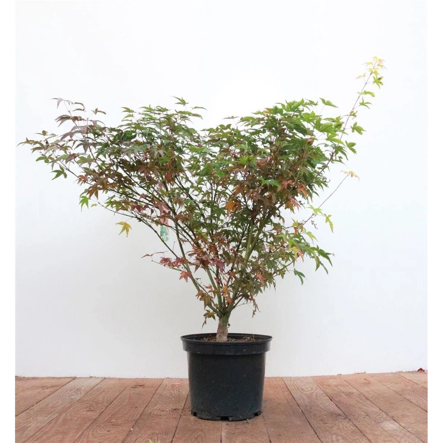 Acer Palmatum Tobisho Japanischer Ahorn 60–80 cm günstig online kaufen