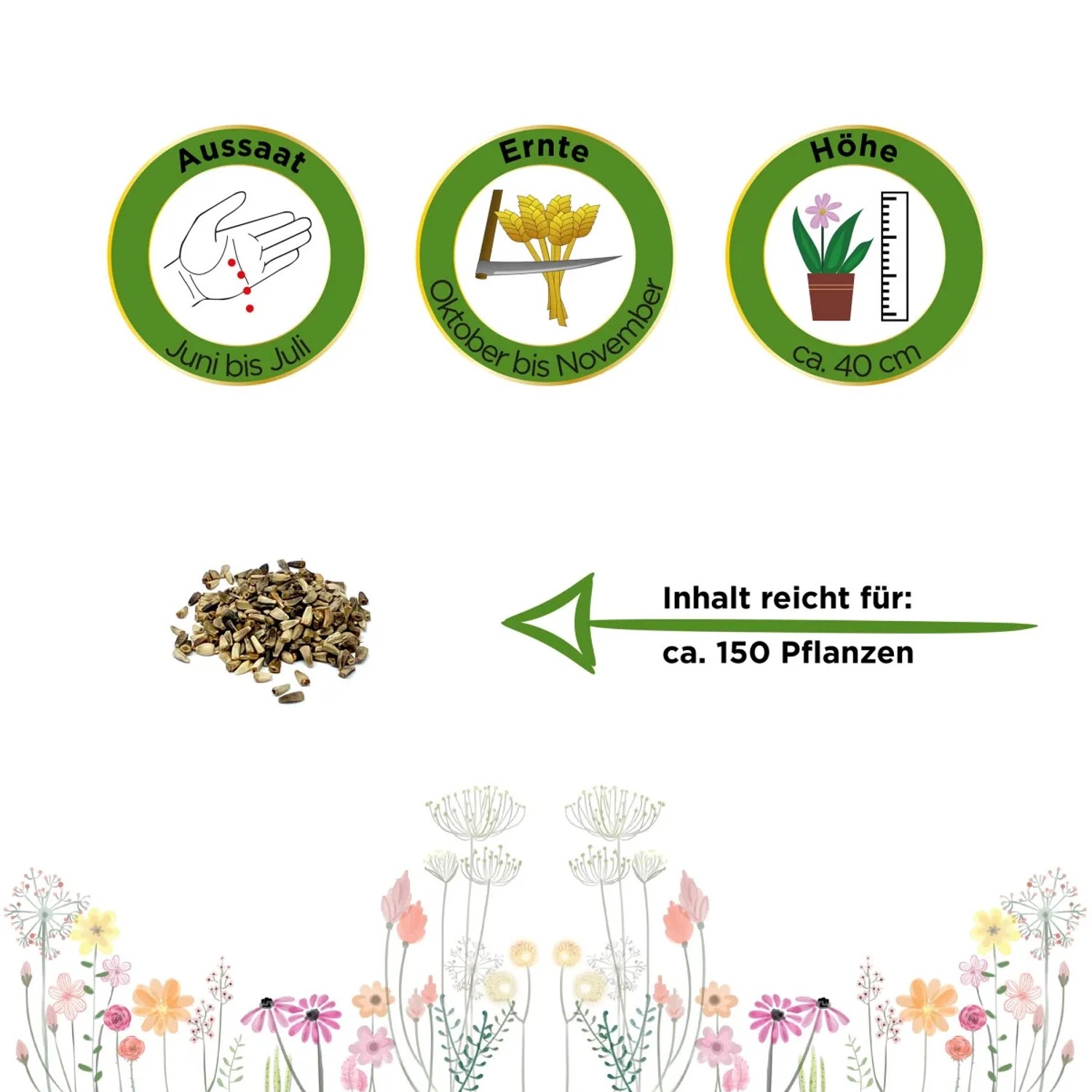 Samen für Zichoriensalat 'Zuckerhut': Aussaat, Erntezeit und Pflanzenhöhe dargestellt.