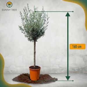 Hochstämmiger Olivenbaum (160 cm) im Topf, winterhart bis -18°C. Ideal für Garten & Balkon.