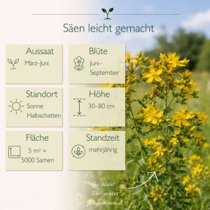 Echtes Johanniskraut Samen: Grafik zur Aussaat, Blütezeit, Standort. Blühende Pflanze Hypericum Perforatum mit gelben Blüten.